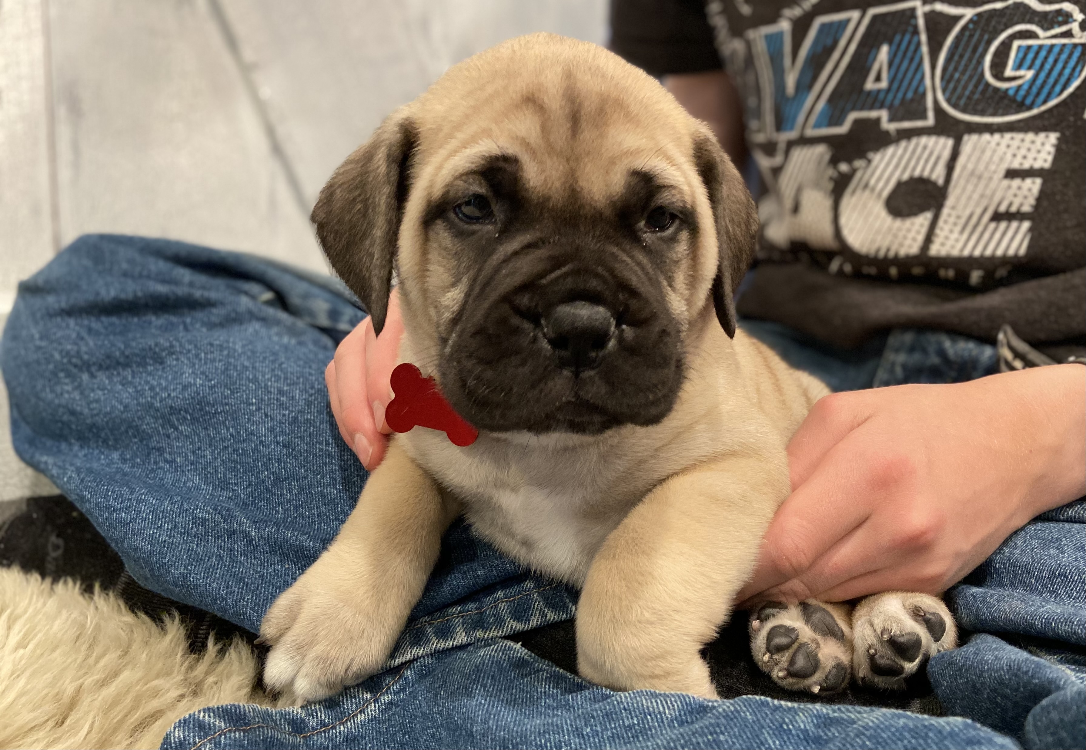 Buckeye Bullmastiffs